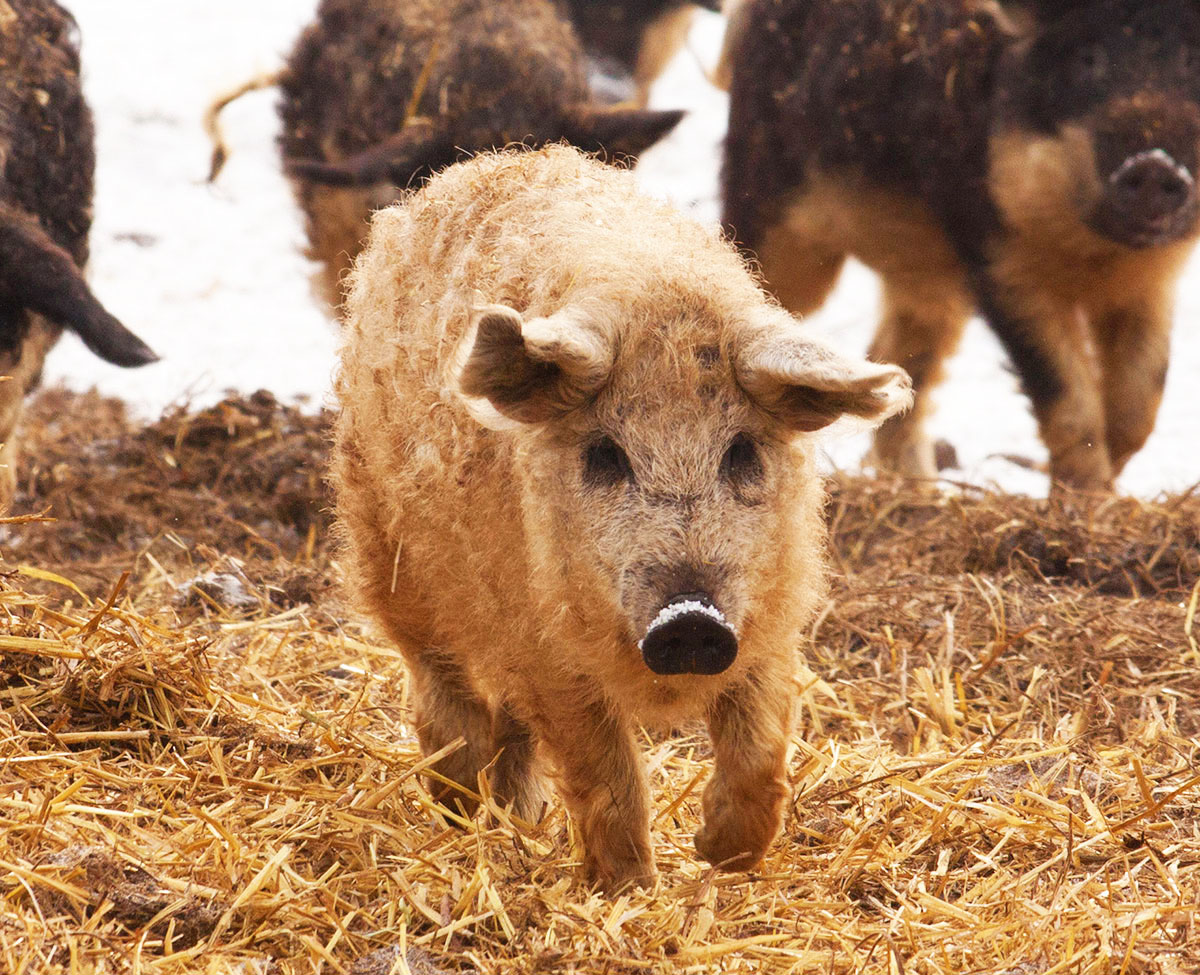  mangalica